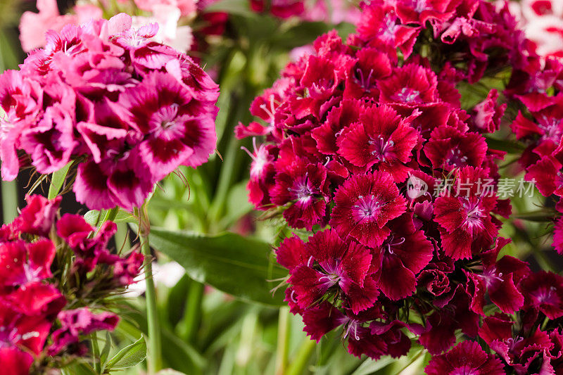 甜william - Dianthus barbatus